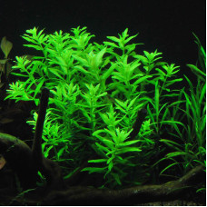 Limnophila Aromatica - GREEN